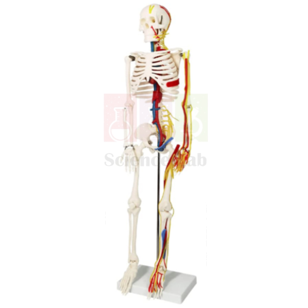 45cm Skeleton Model with Veins and Arteries