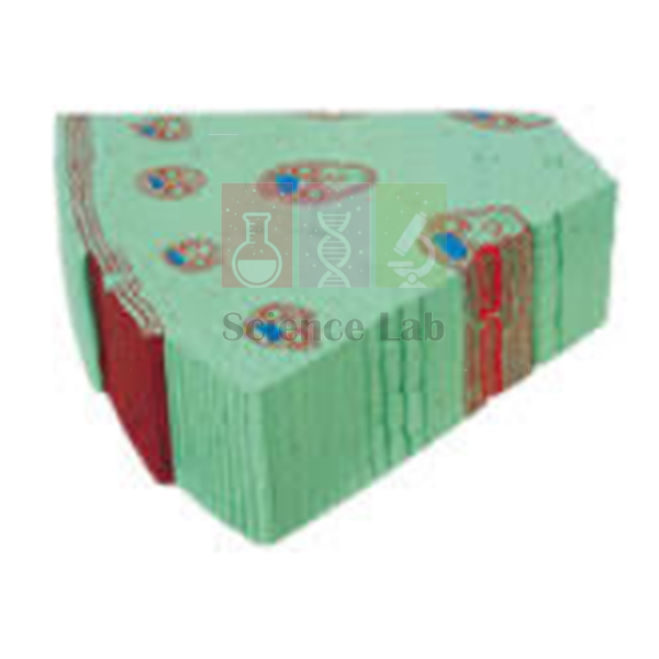 A Plant Stem a Cotyledon