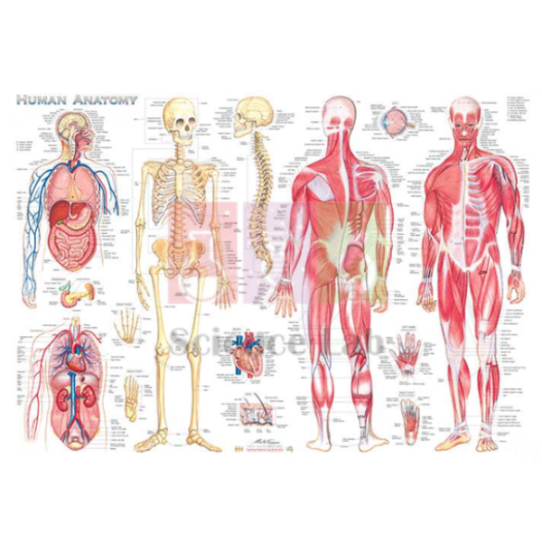Anatomy Posters