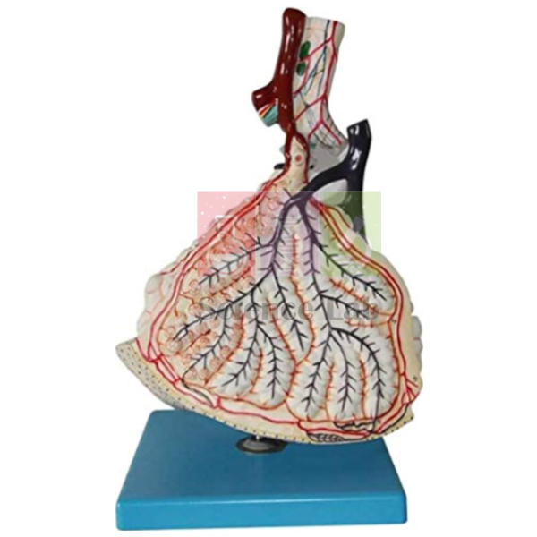 Bronchiole Model with Alveoli