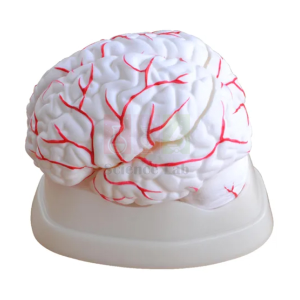Cerebrum Brain with Arteries
