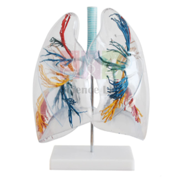 Lungs – Transparent