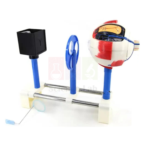 Model for Demonstrating the Functioning of The Human Eye