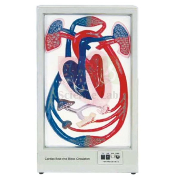 Model for demonstrating the work of the heart and blood circulation