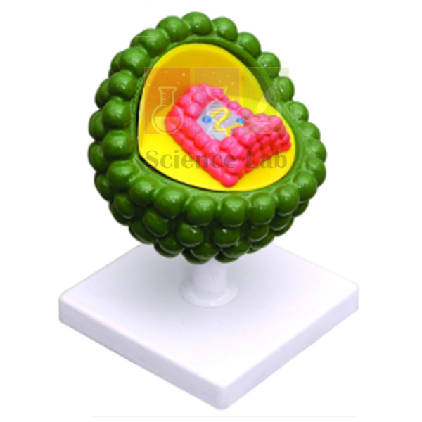 Model of the AIDS Virus