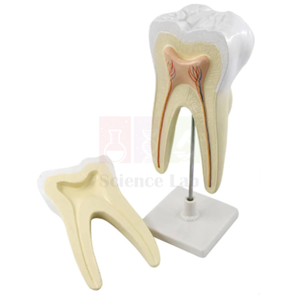 Molar Model with Blood Vessels and Nerves