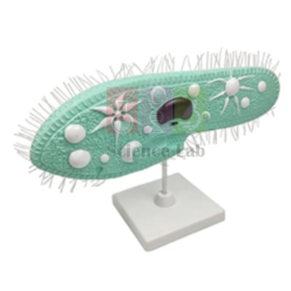 Paramecium Model