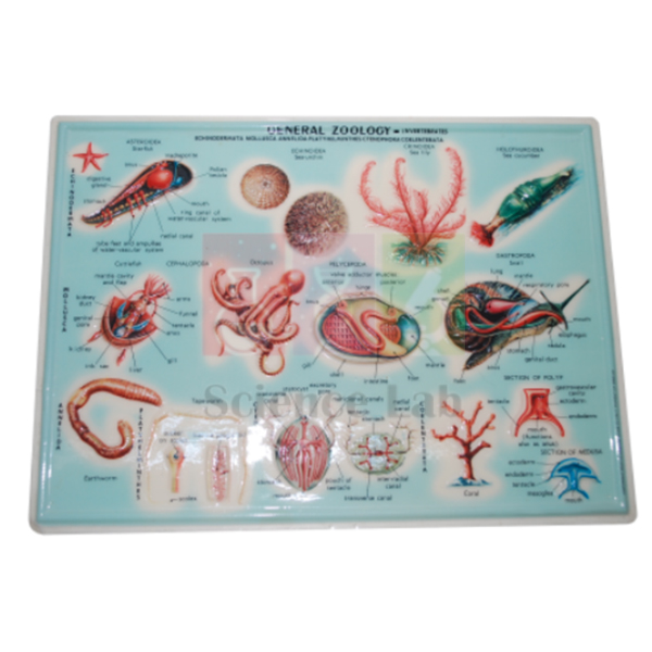 Zoology Poster 100x70 cm
